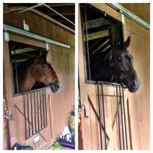 Lee and her friend Ariat at GMHA Distance Days