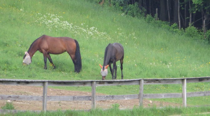 The Tamarack Chronicles: Volume I