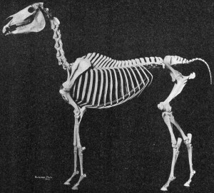  In this skeleton of an Arabian, it is clear that the horse's front limbs are pillar-like while the  hind limbs are angled for propulsion. 