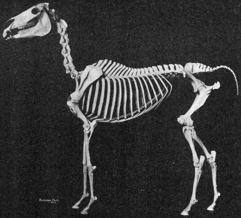 Arabian_horse_skeleton
