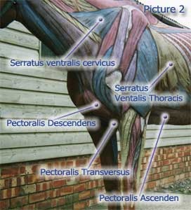 Image taken from:  http://www.riaflex.co.uk/articles/post/anatomy-and-training