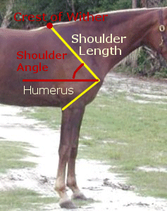 Shoulder Angle