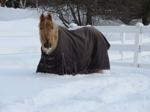 My horse, Carmel, after the New England Blizzard of 2015.