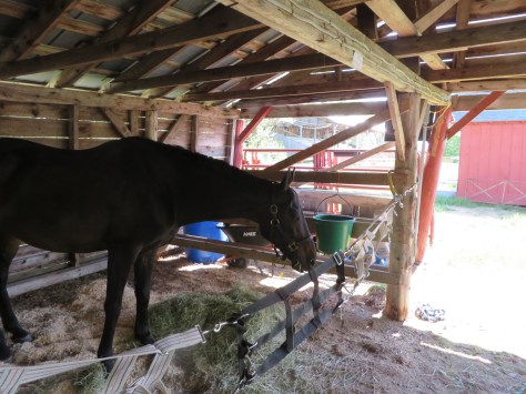 Lee enjoyed the cow-free cow barn in Maine.