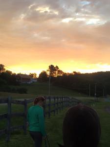 Early AM grazing in Vermont, August 2015.