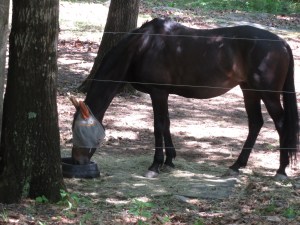 Lee having breakfast shortly after arriving at her new home. 