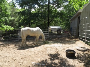 PinelandKurLeeNewCar 100