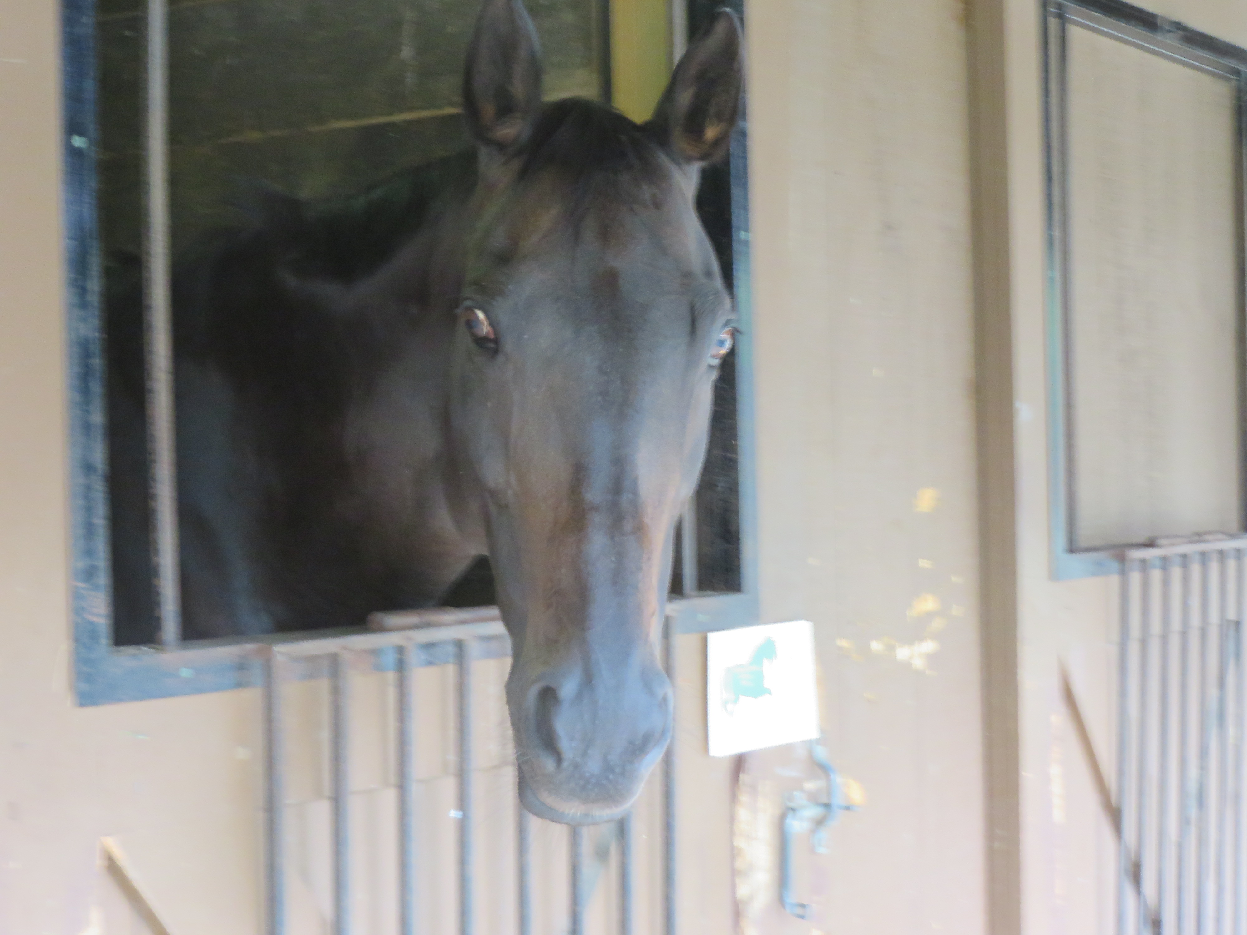 Distance Days 2015 Lee's 100 005