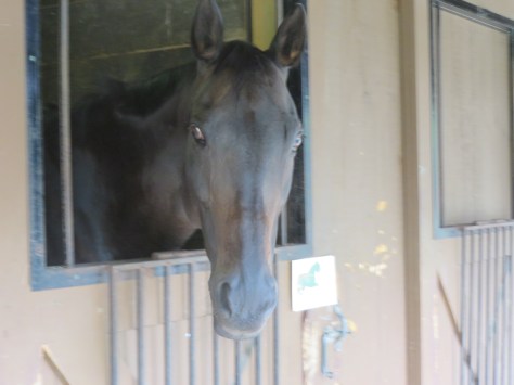 Distance Days 2015 Lee's 100 005