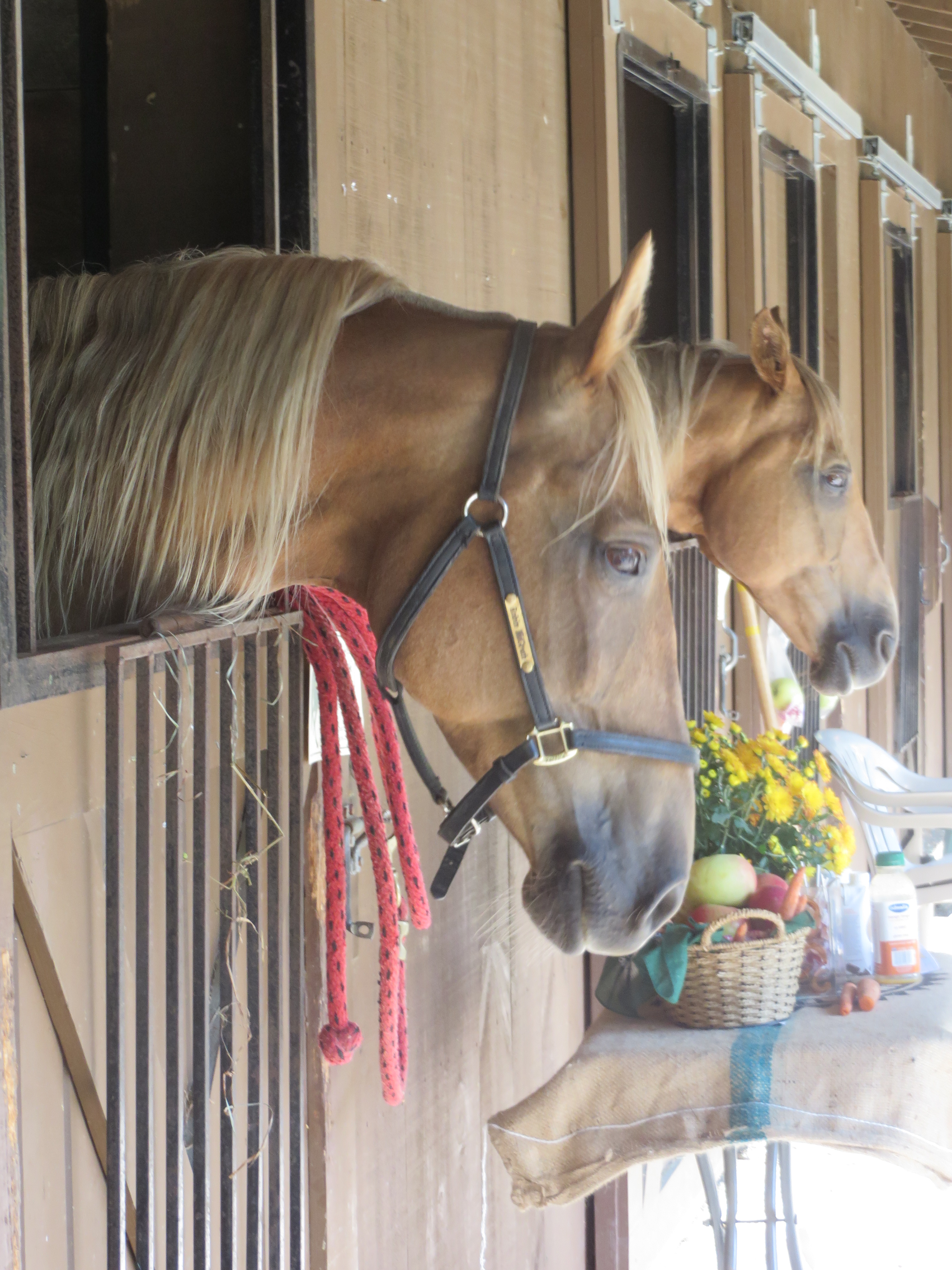 Distance Days 2015 Lee's 100 012