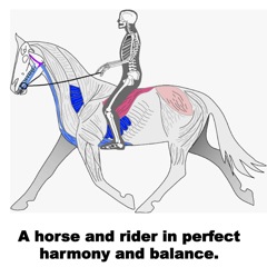 Hilary Clayton: Biomechanical Interactions Amongst the Rider, the Tack ...
