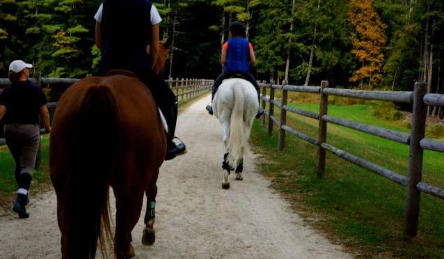 Book Review: Training Horses the Ingrid Klimke Way