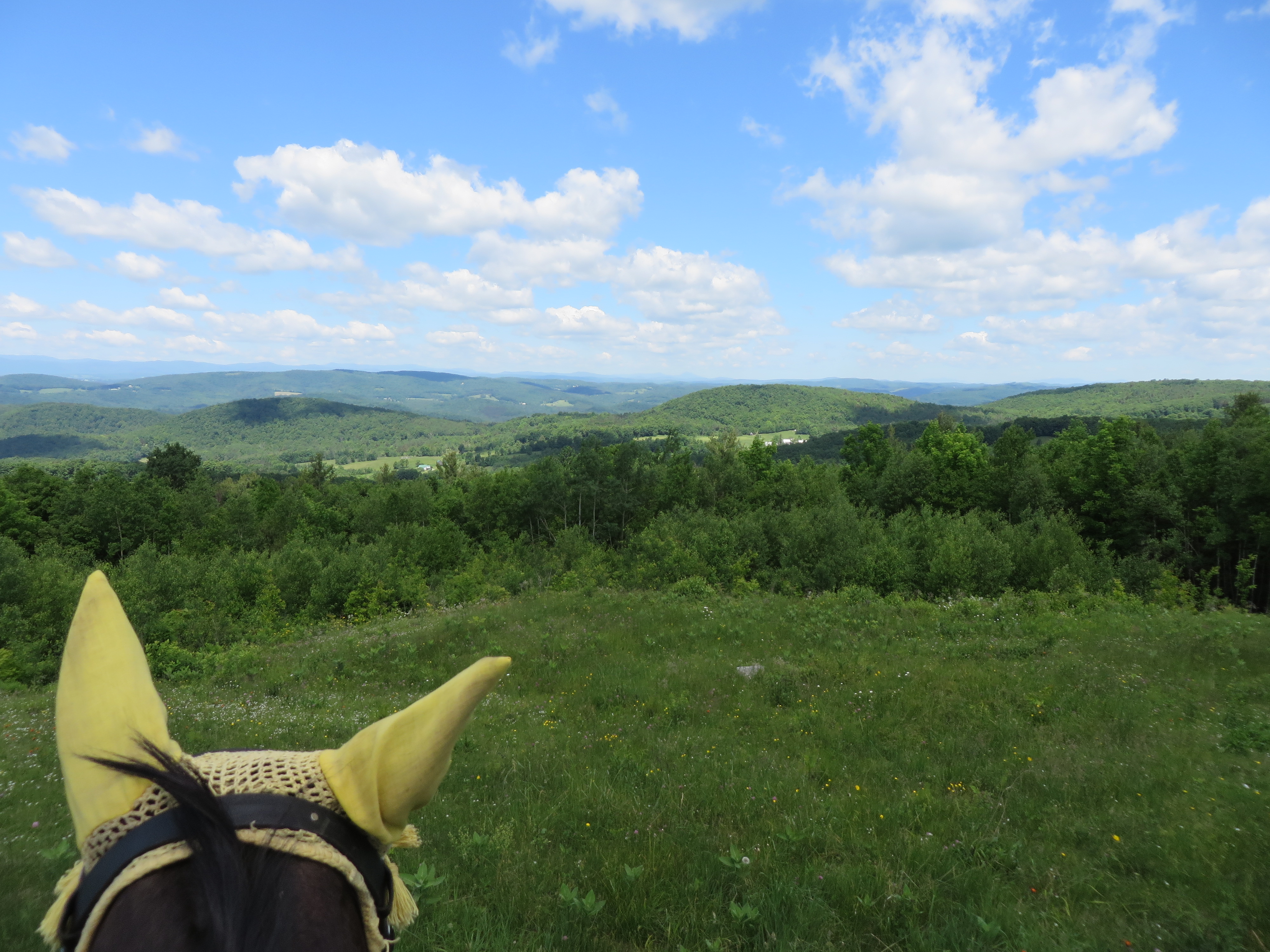 TamarackHack2014 013