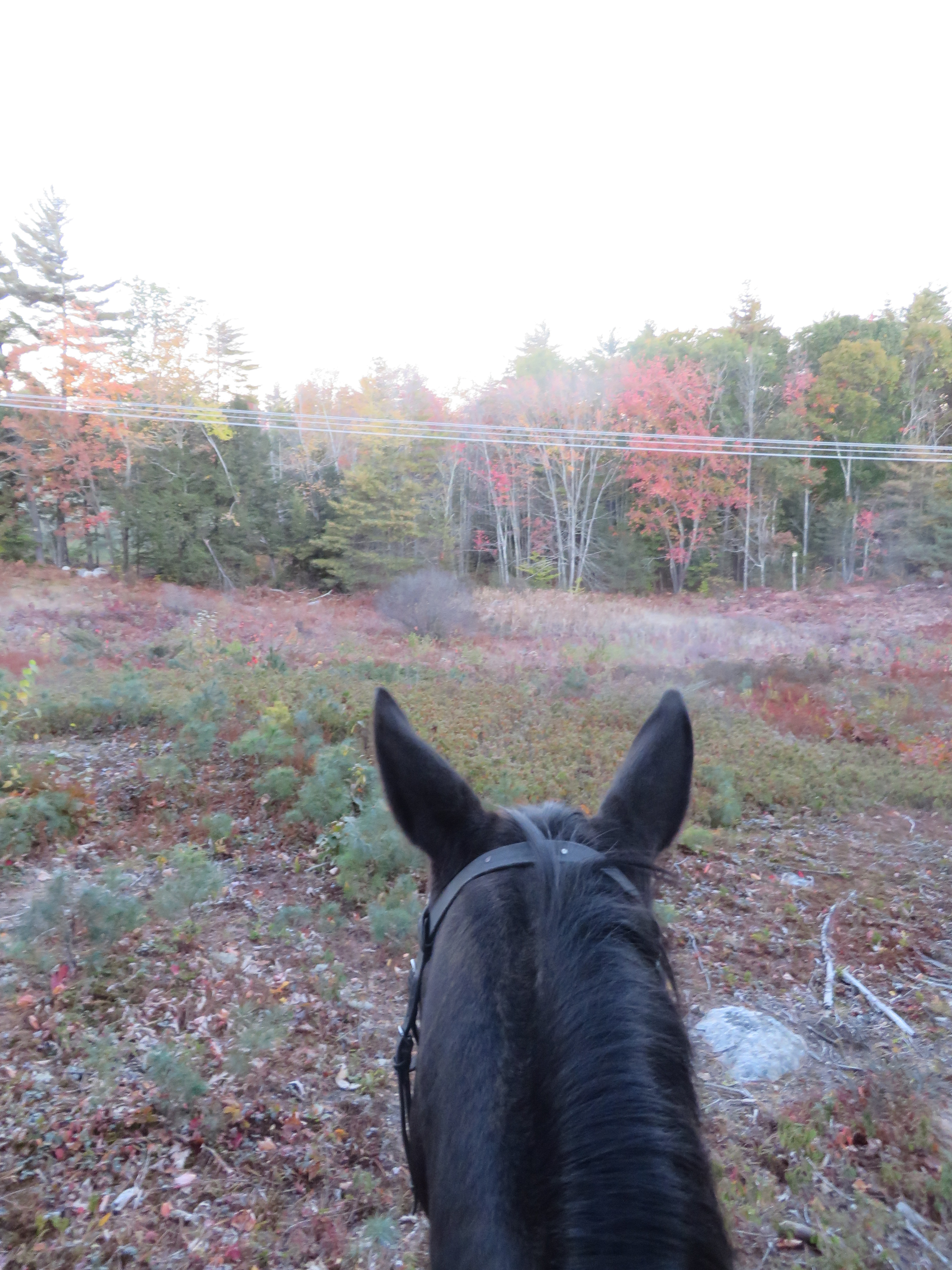 Fall 2015 CMF and CSC IHSA 004