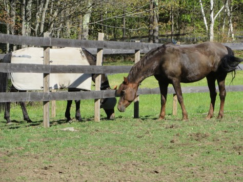 Marquesa comes to Cold Moon 014.JPG