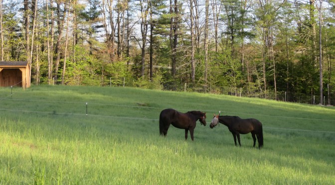 Managing your Velociraptors…Or your herd of mares