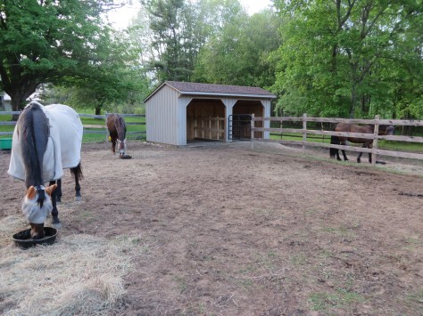 Raptors Settling In 027.JPG