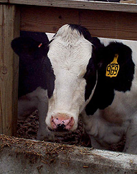 dairy cow.jpg