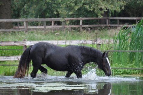 horseenteringwater.jpg
