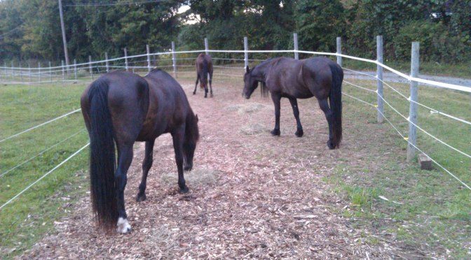 Book Review: Paddock Paradise: a Guide to Natural Horse Boarding