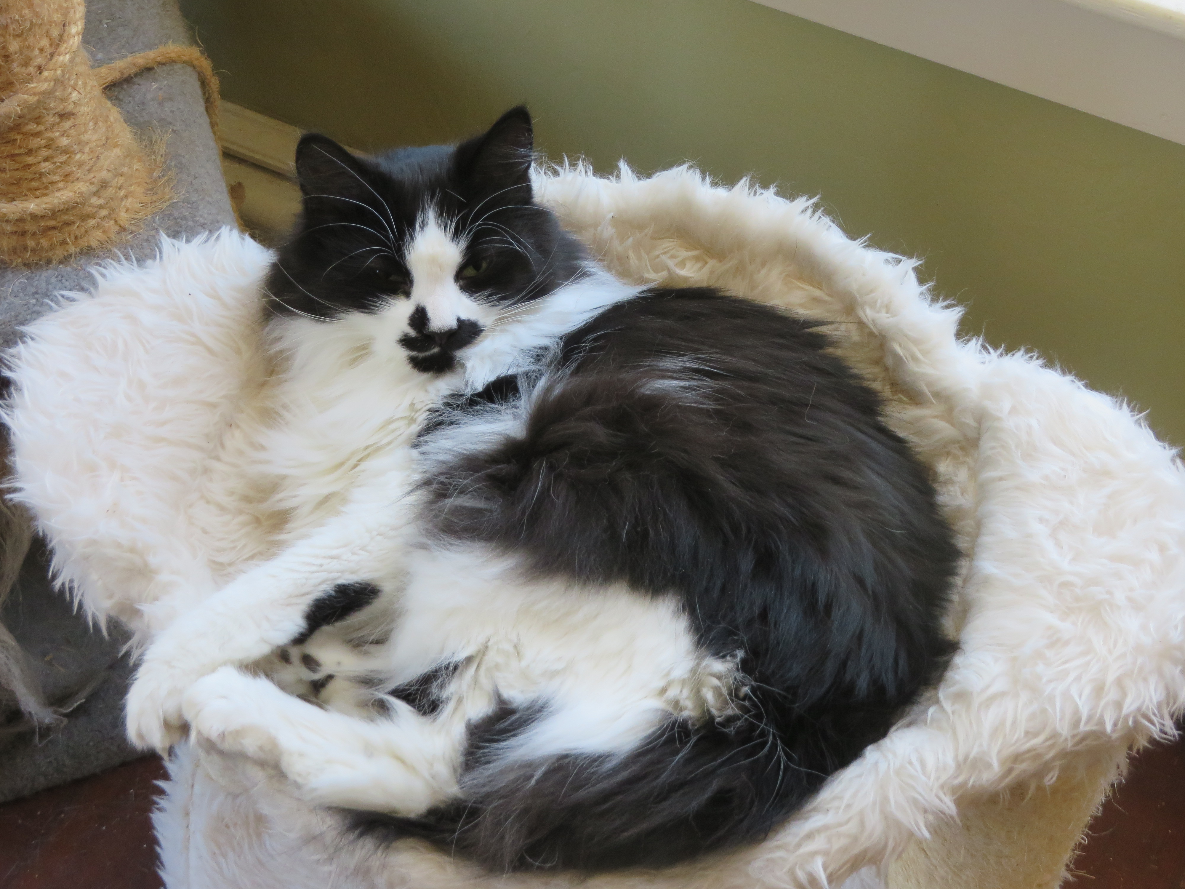 Nieva being adorable 004.JPG