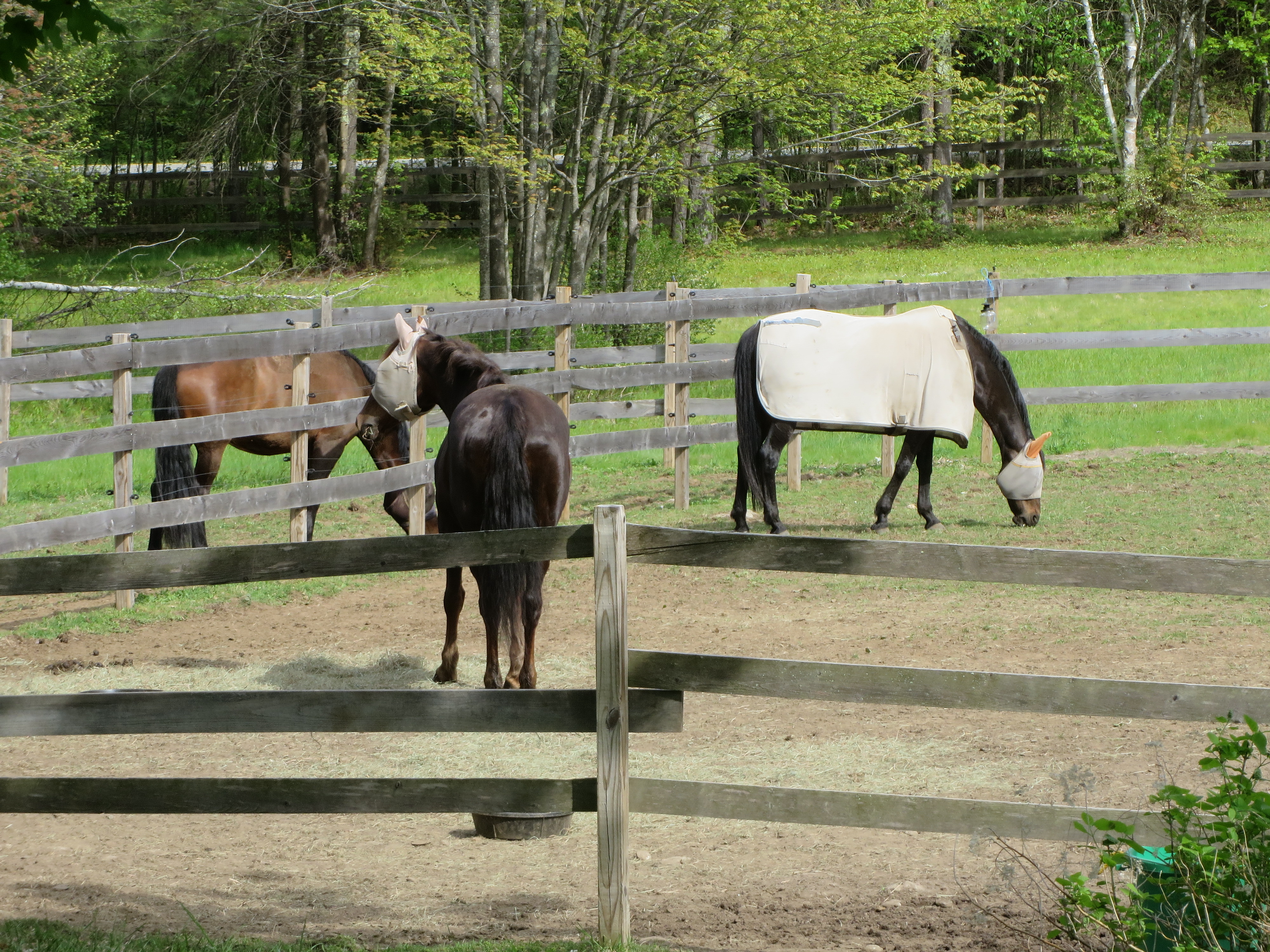 Raptors Settling In 011.JPG