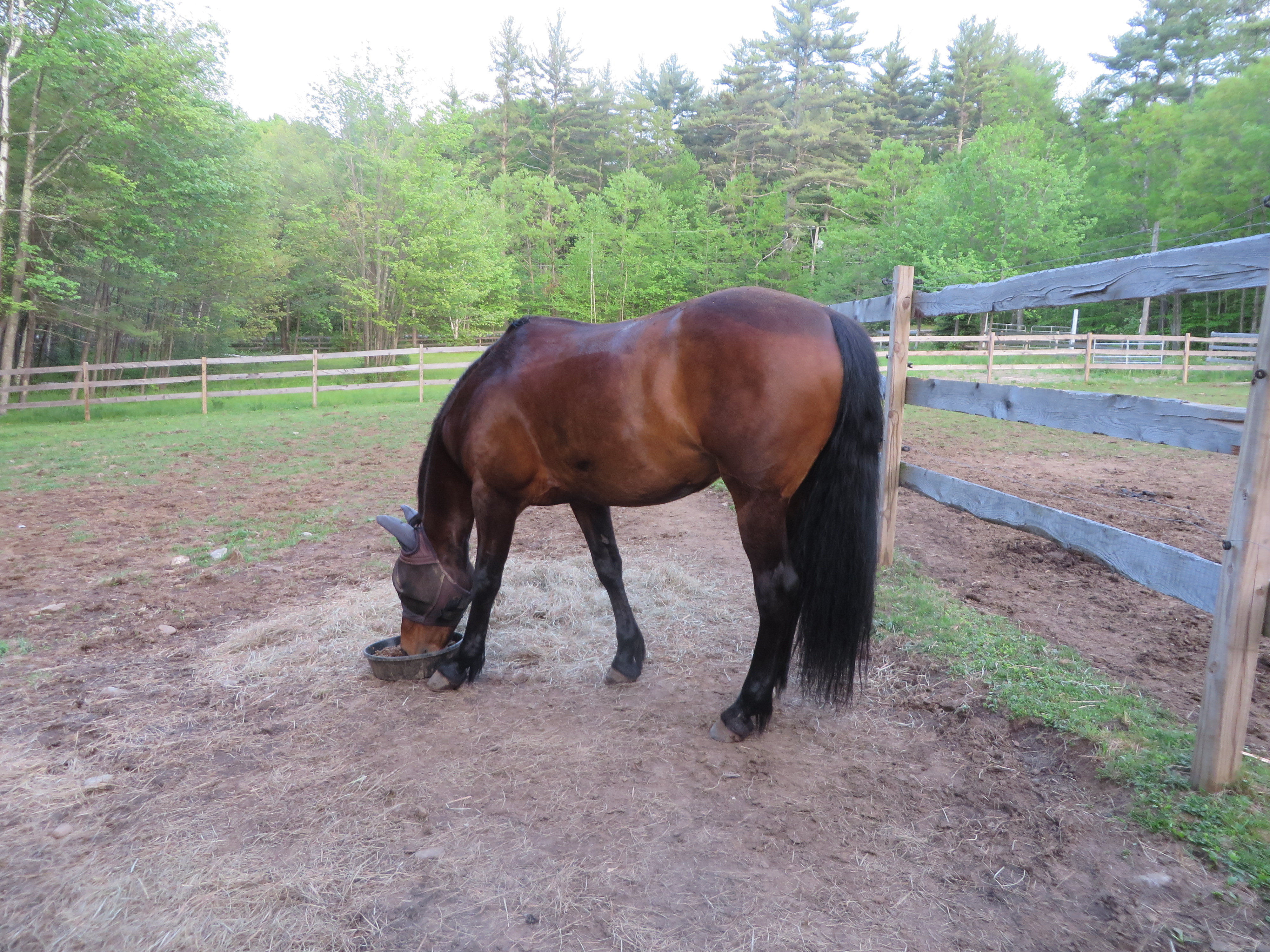 Raptors Settling In 018.JPG