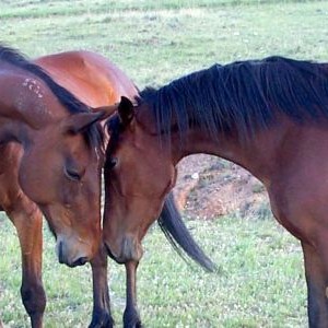 standardbreds-300x300