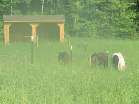 Early Summer 20156 002.JPG