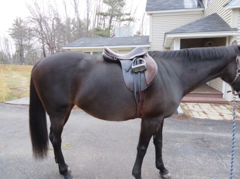 Lee Saddle Fit 009.JPG