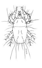 flour-and-grain-mites5f20f8aa7d8c2