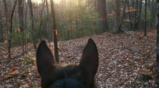 The Soul of the Horse