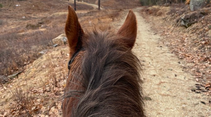 On Maintaining Your Integrity and Authenticity in the Equine Industry